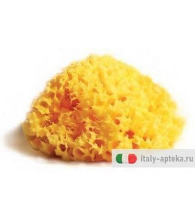 SPUGNA NAT MEDITE LAB ATENEI10