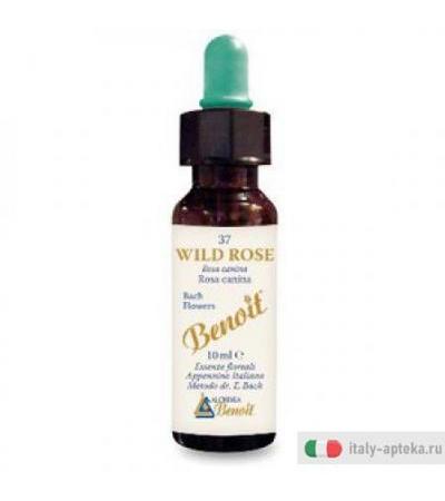 Benoit Fiori di Bach Wild Rose