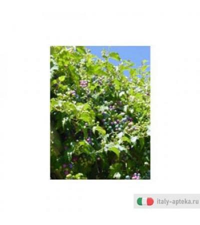 Msa Ampelopsis Weitc 50ml