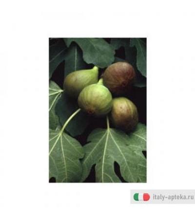 Msa Ficus Carica 50ml