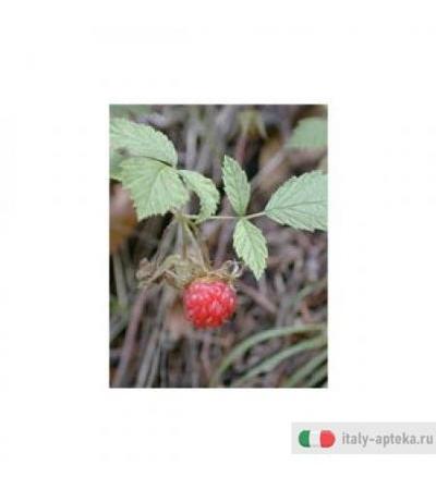Msa Rubus Idaeus 50ml