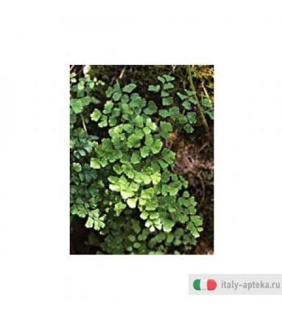 Tsa Adiantum Capillus 50ml