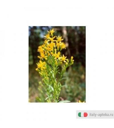Tsa Solidago Virga 50ml