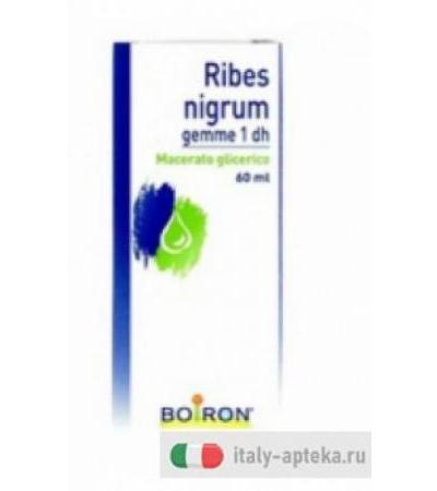 Boiron Ribes Nigrum Gemme 60ml